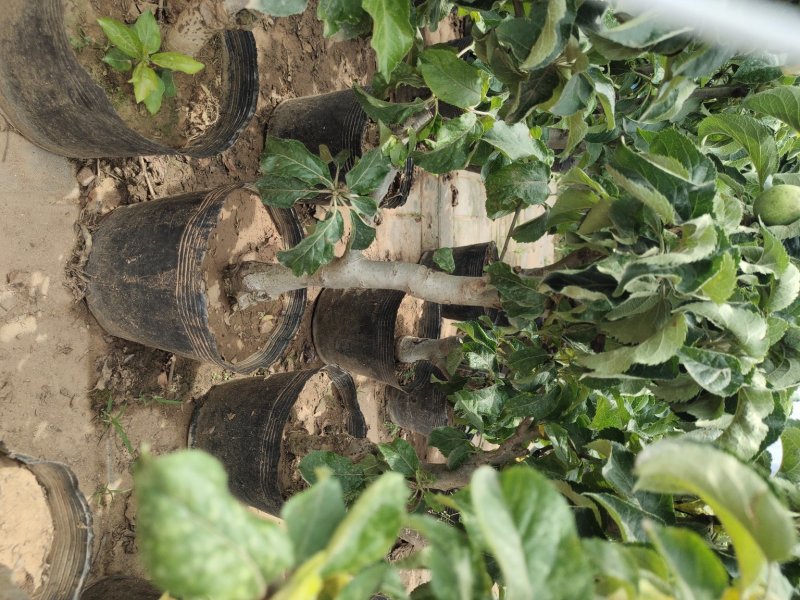 【带果发货】矮化苹果盆栽树苗水果树苗南北方四季种植嫁接红