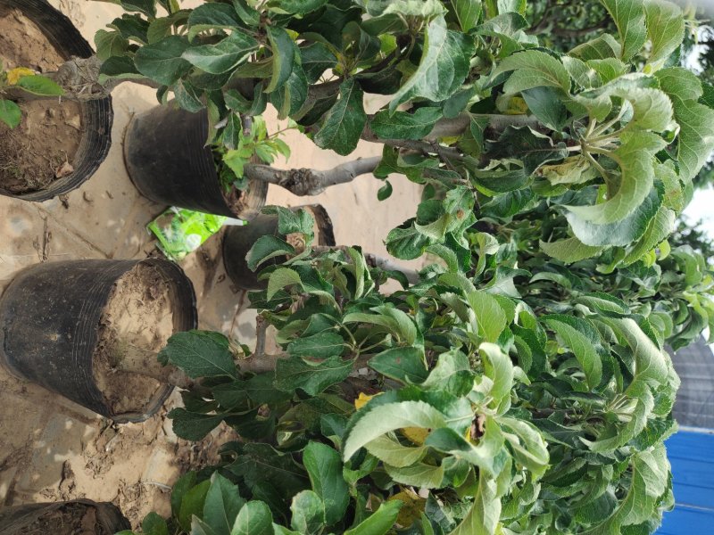 【带果发货】矮化苹果盆栽树苗水果树苗南北方四季种植嫁接红
