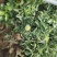 【带果发货】矮化苹果盆栽树苗水果树苗南北方四季种植嫁接红