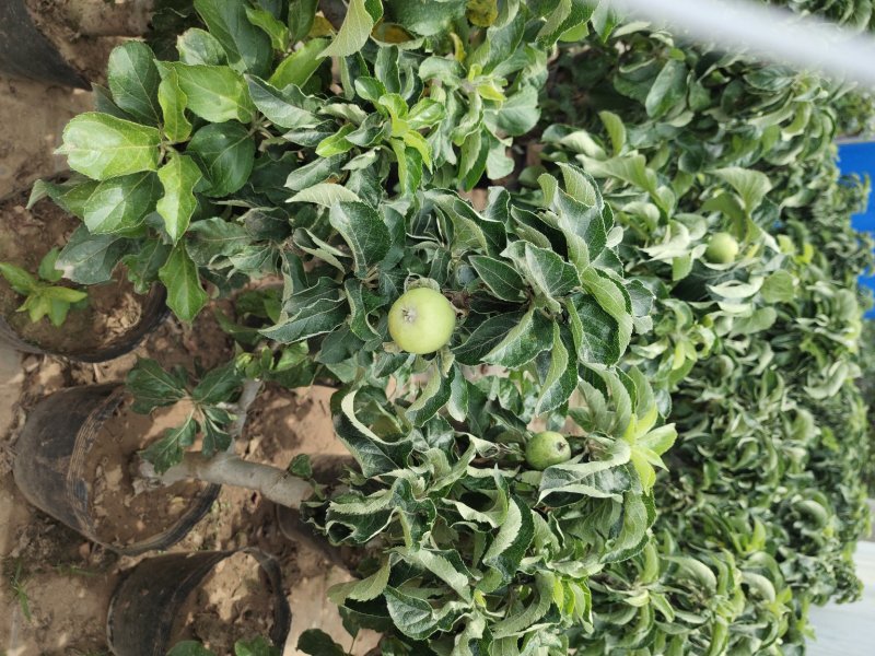 【带果发货】矮化苹果盆栽树苗水果树苗南北方四季种植嫁接红