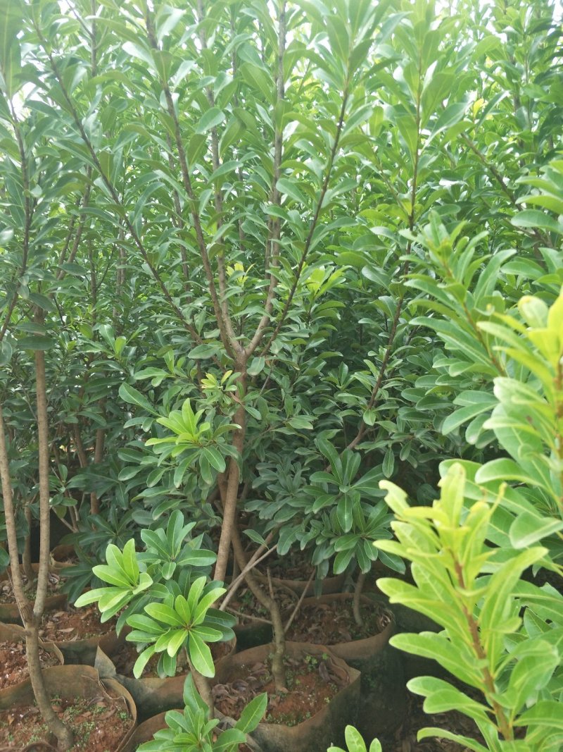 【基地直供】杨梅树苗，大小规格袋苗，品种齐全，品种保证