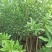 【基地直供】杨梅树苗，大小规格袋苗，品种齐全，品种保证