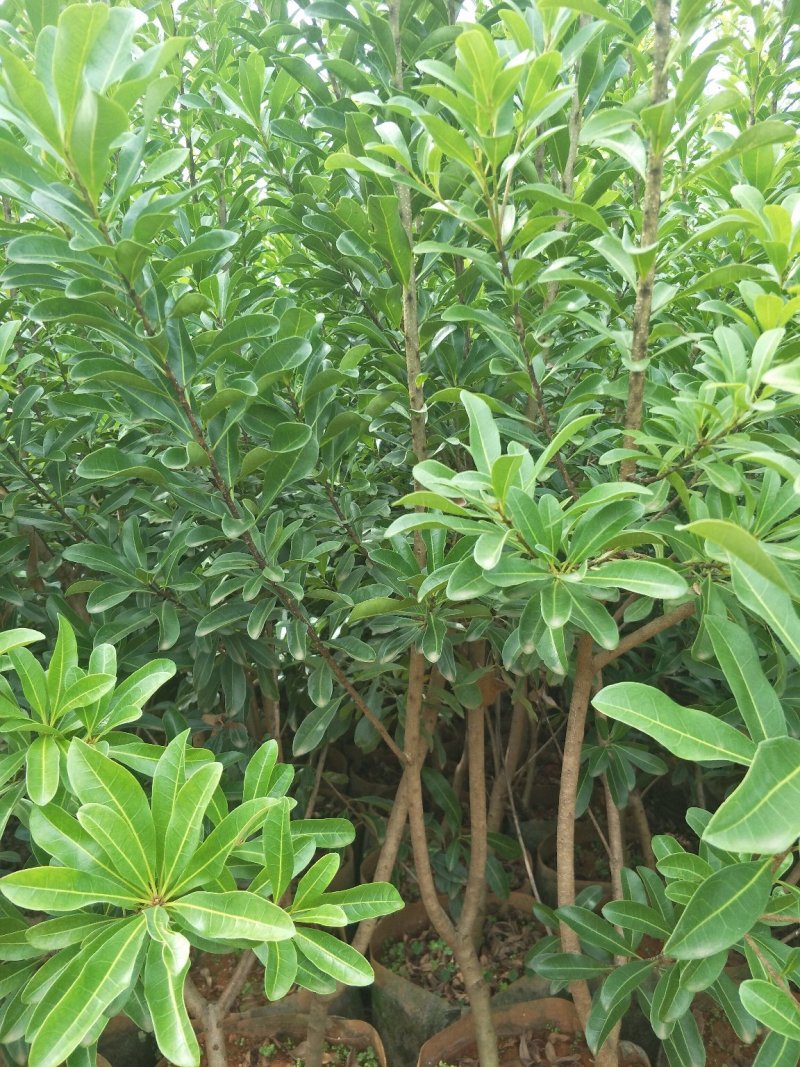 【基地直供】杨梅树苗，大小规格袋苗，品种齐全，品种保证