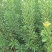 【基地直供】杨梅树苗，大小规格袋苗，品种齐全，品种保证