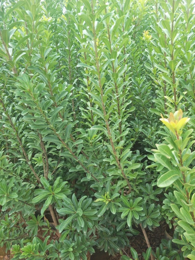 【基地直供】杨梅树苗，大小规格袋苗，品种齐全，品种保证
