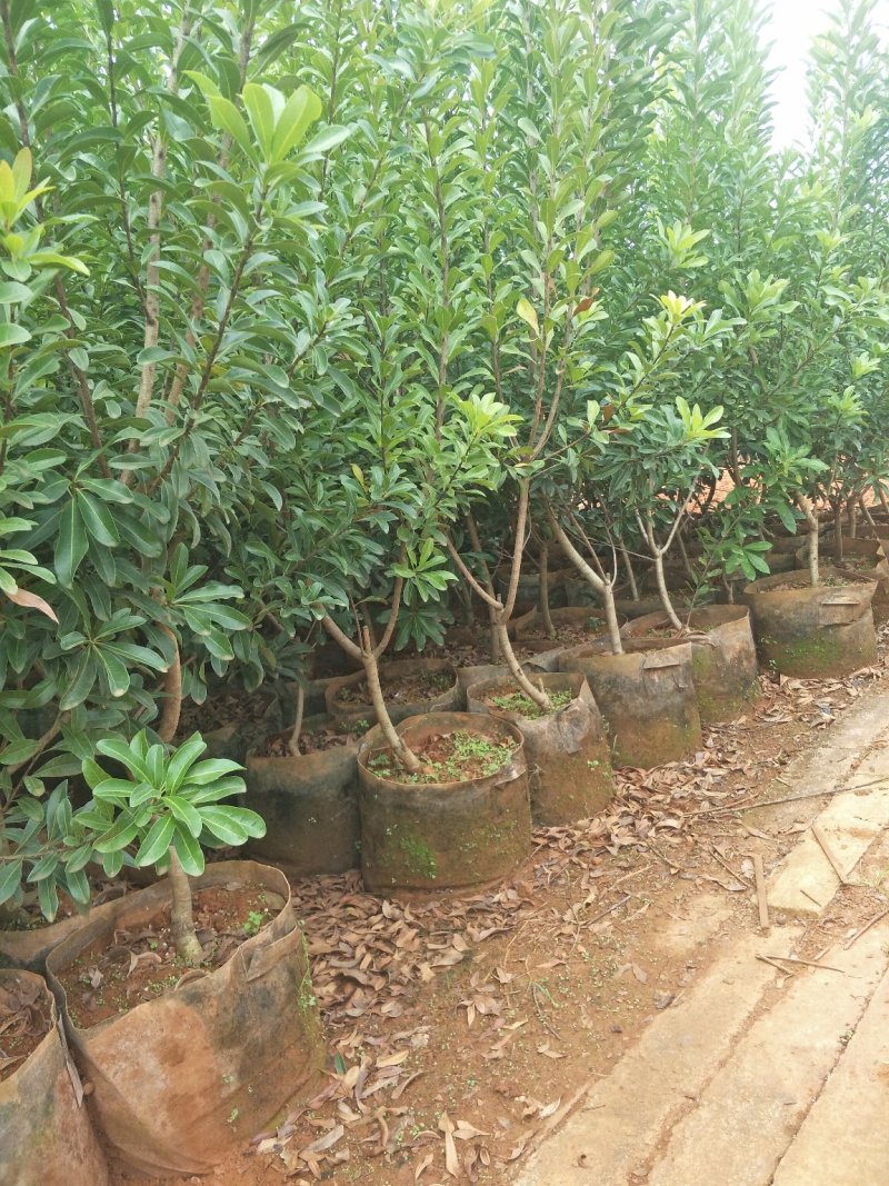 【基地直供】杨梅树苗，大小规格袋苗，品种齐全，品种保证
