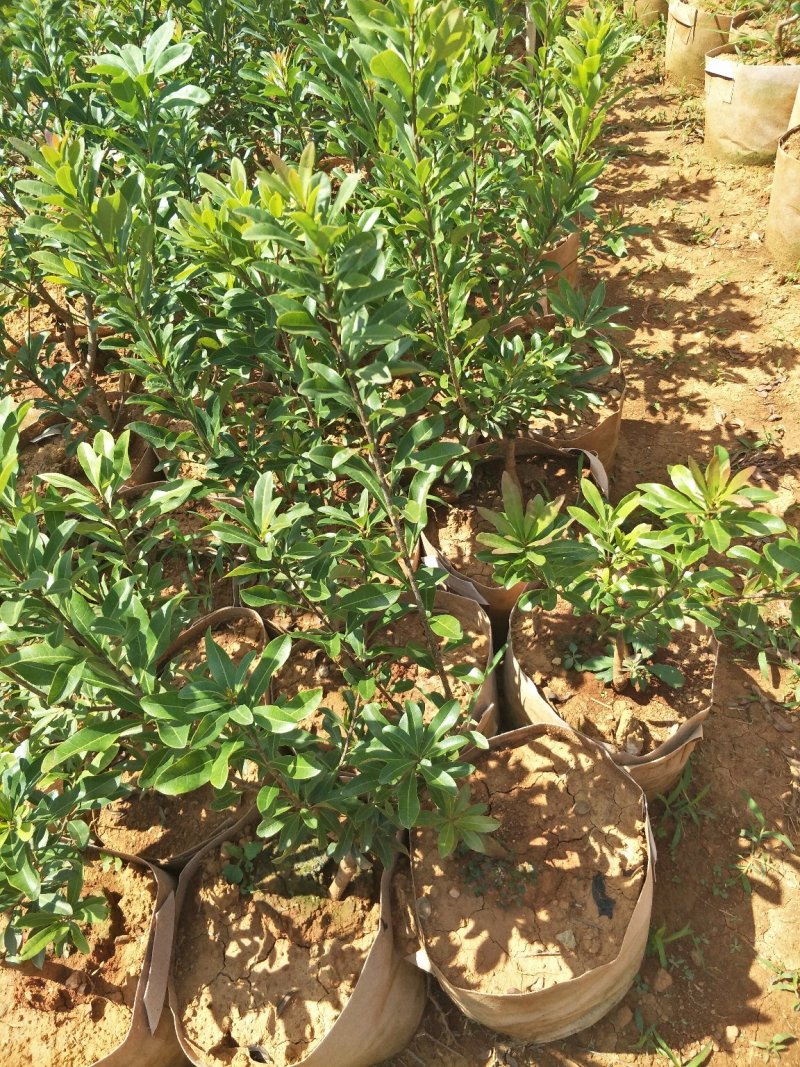 【基地直供】杨梅树苗，大小规格袋苗，品种齐全，品种保证