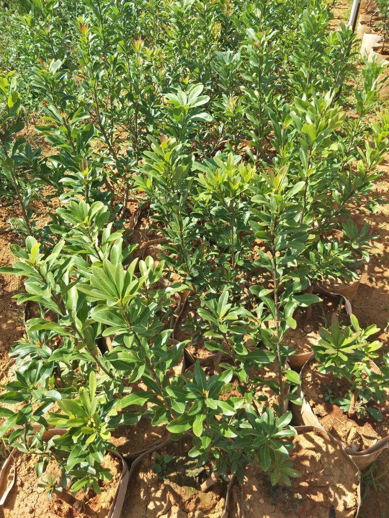 【基地直供】杨梅树苗，大小规格袋苗，品种齐全，品种保证
