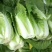 【精品】娃娃菜4~5两以上！白银靖远本地的！可视频看货