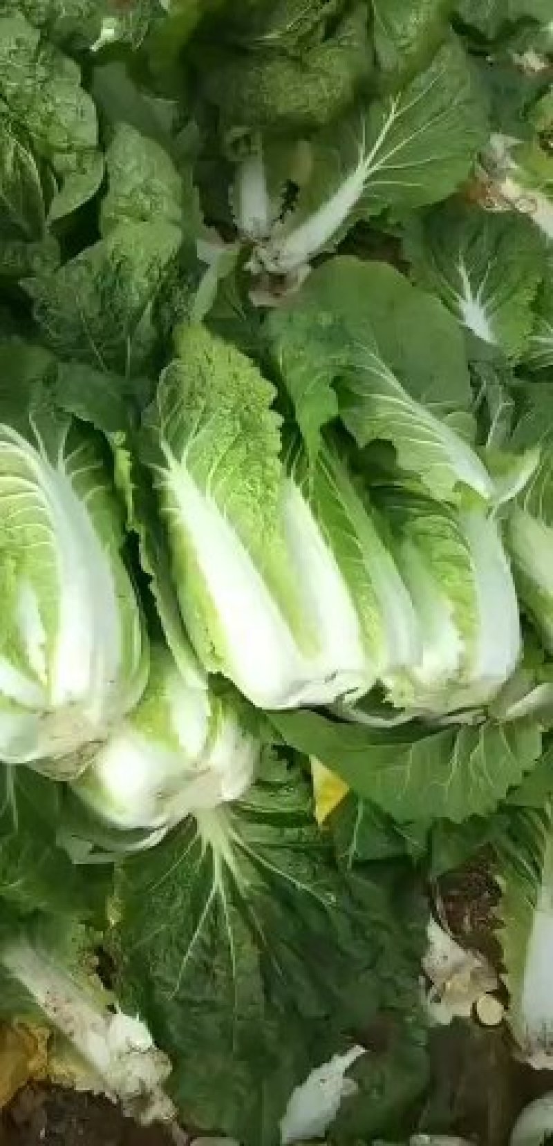 【精品】娃娃菜4~5两以上！白银靖远本地的！可视频看货