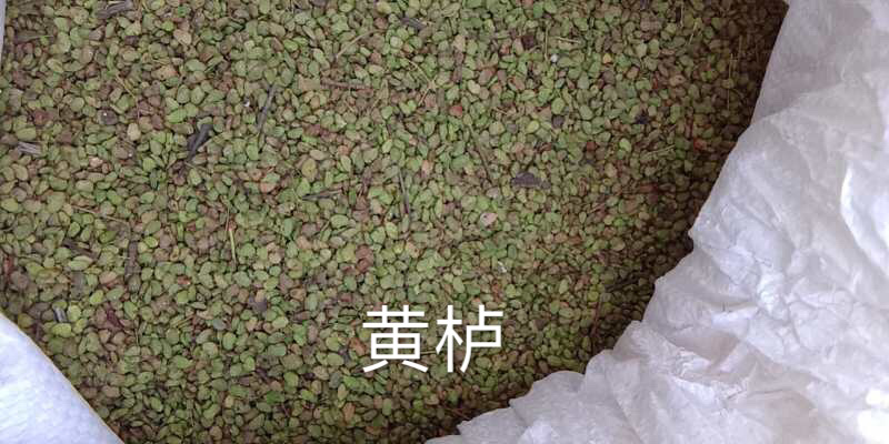 黄栌种子