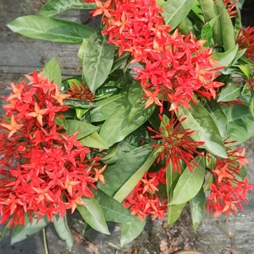 泰国龙船花，好货，好货，好货