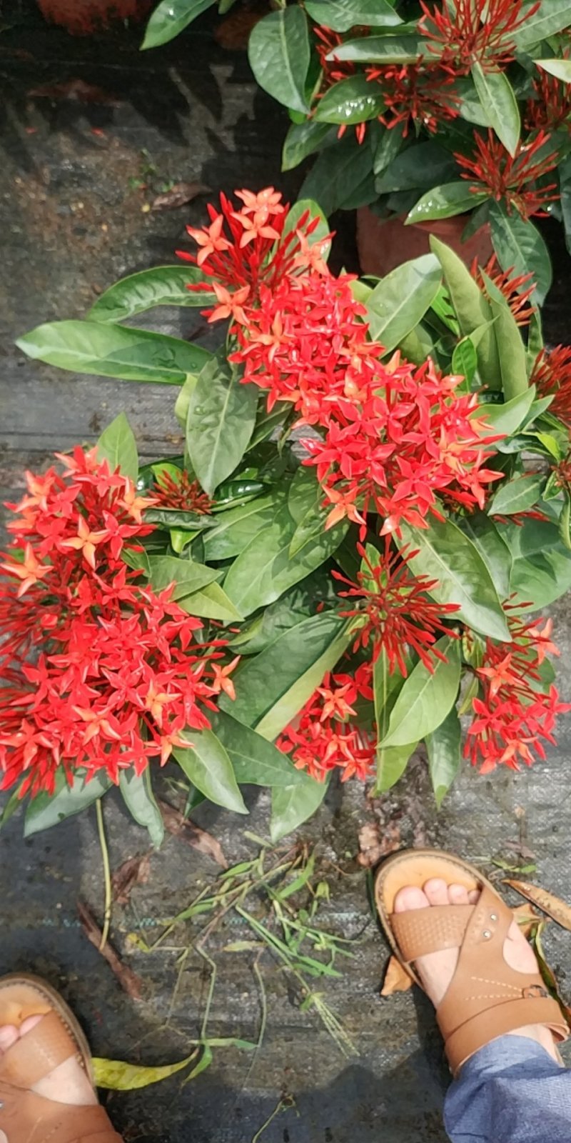 泰国龙船花，好货，好货，好货