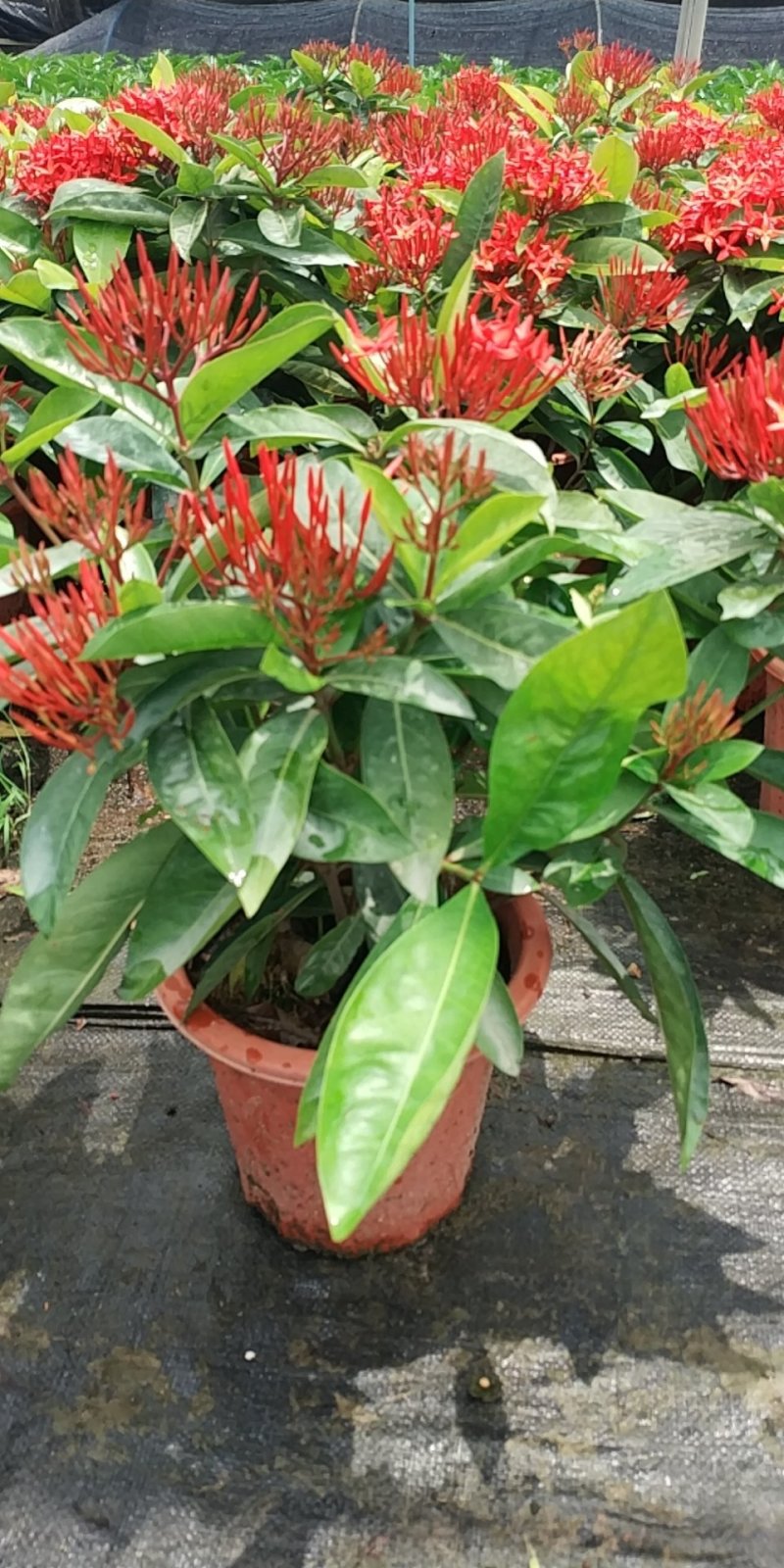 泰国龙船花，好货，好货，好货