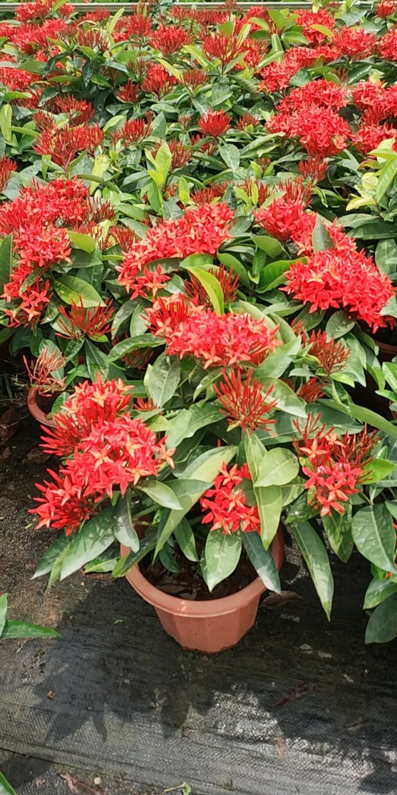 泰国龙船花，好货，好货，好货
