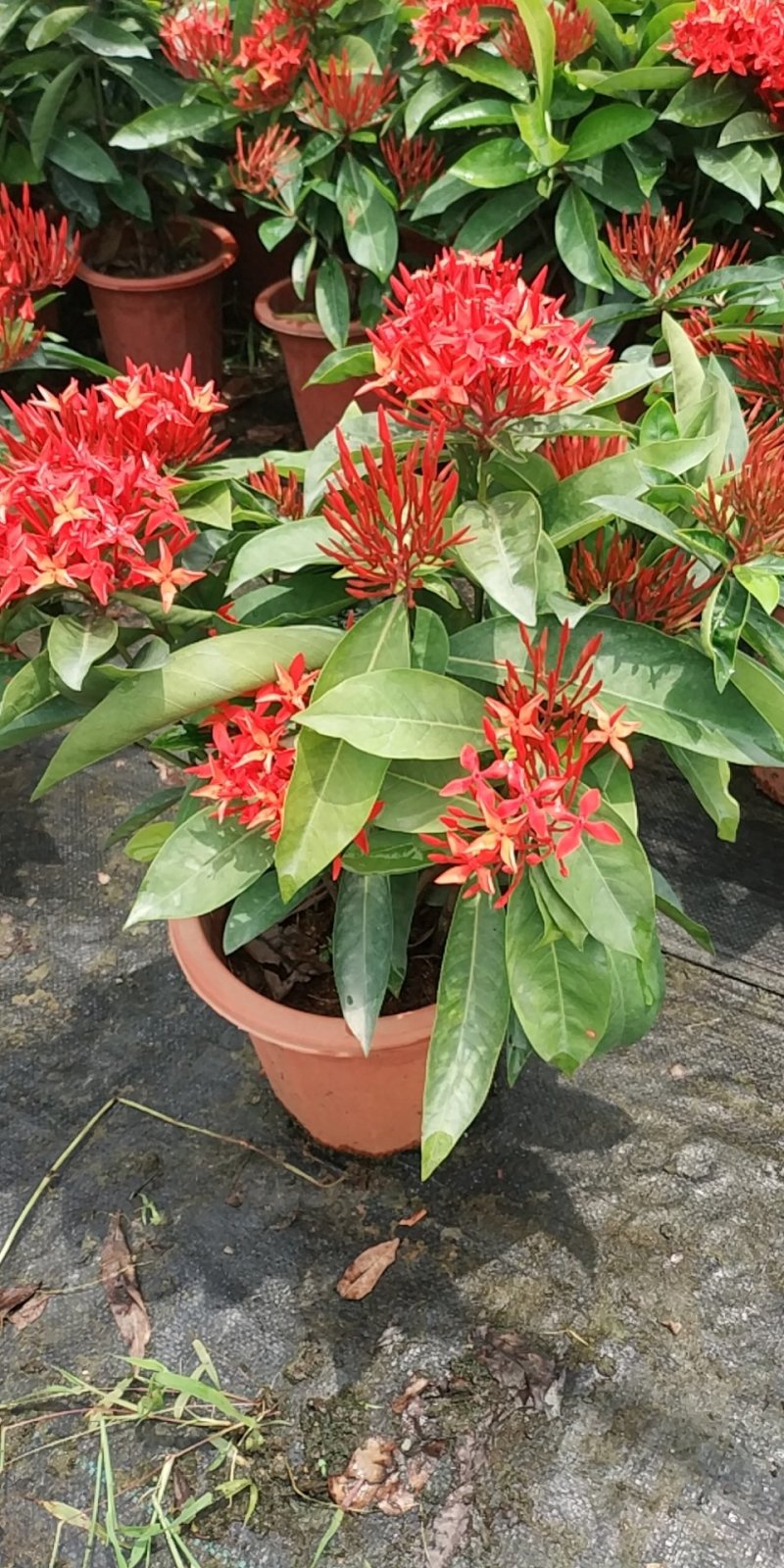 泰国龙船花，好货，好货，好货