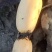 精品莲藕，千亩藕塘，产地直销，多年专业代办，实力供货