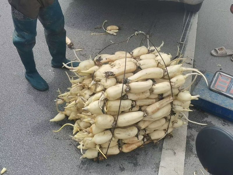 精品莲藕，千亩藕塘，产地直销，多年专业代办，实力供货