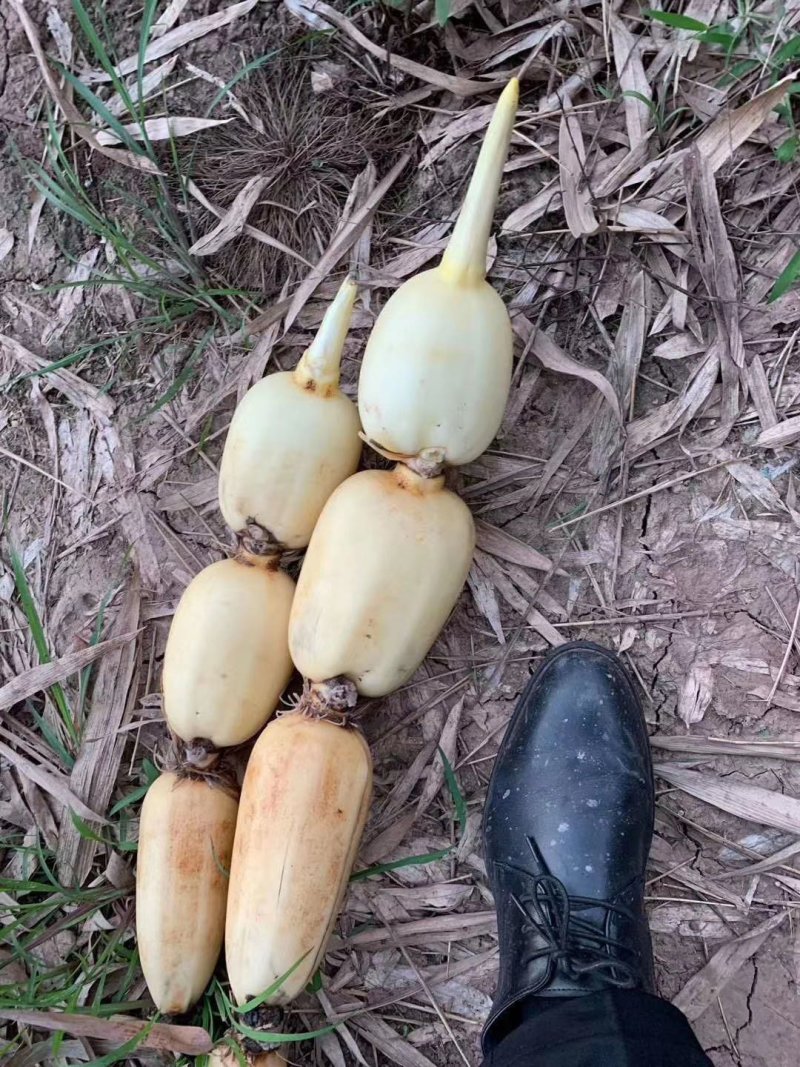 精品莲藕，千亩藕塘，产地直销，多年专业代办，实力供货