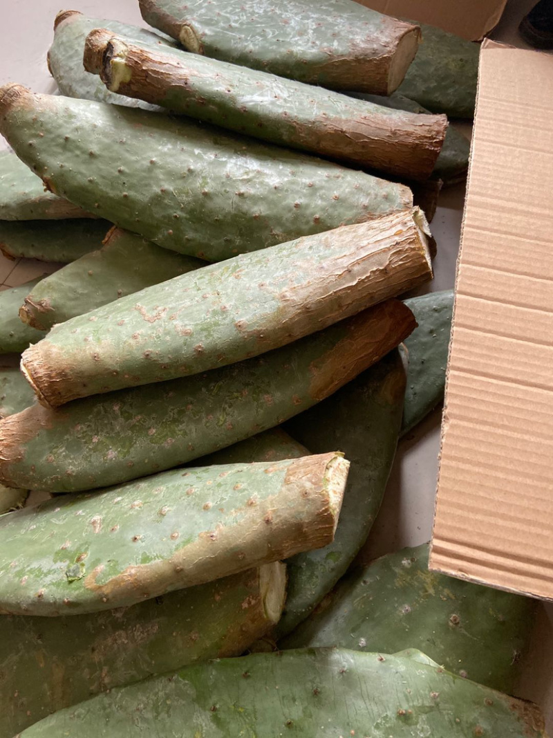 仙人掌可打粉供应有厚片薄片