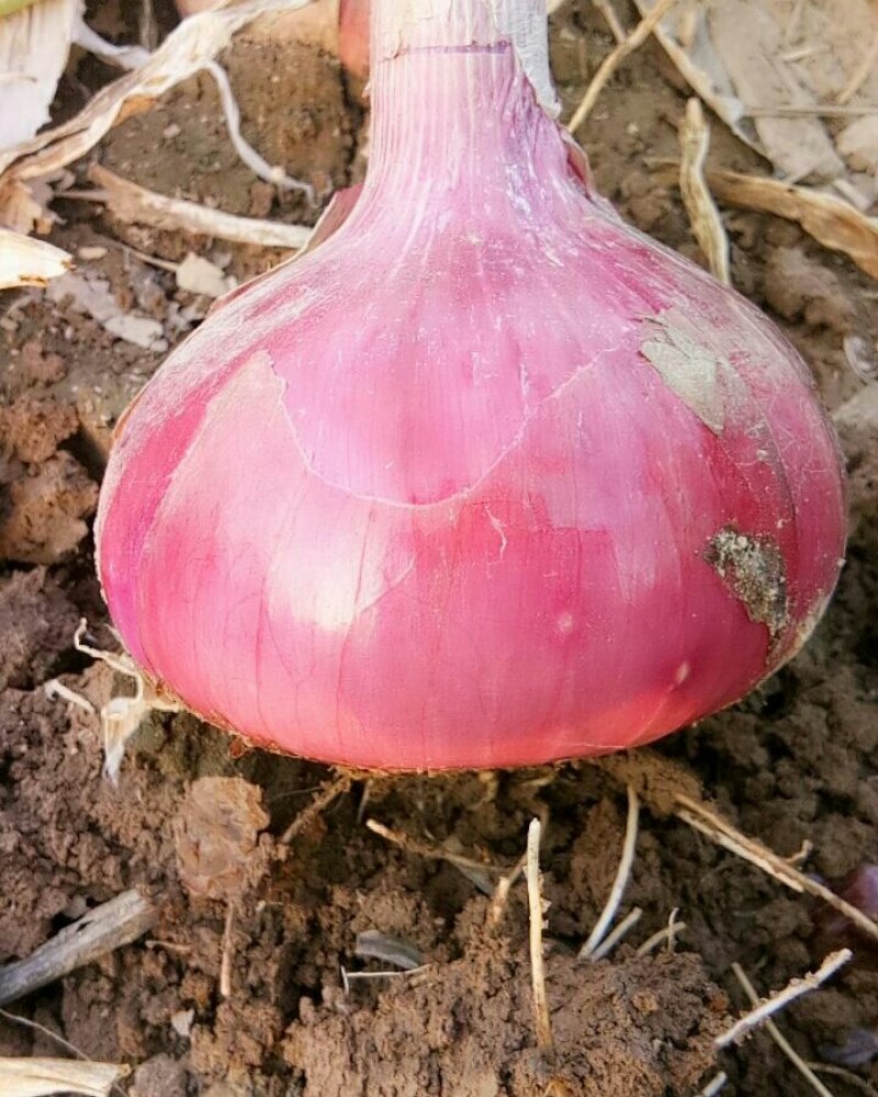 洋葱