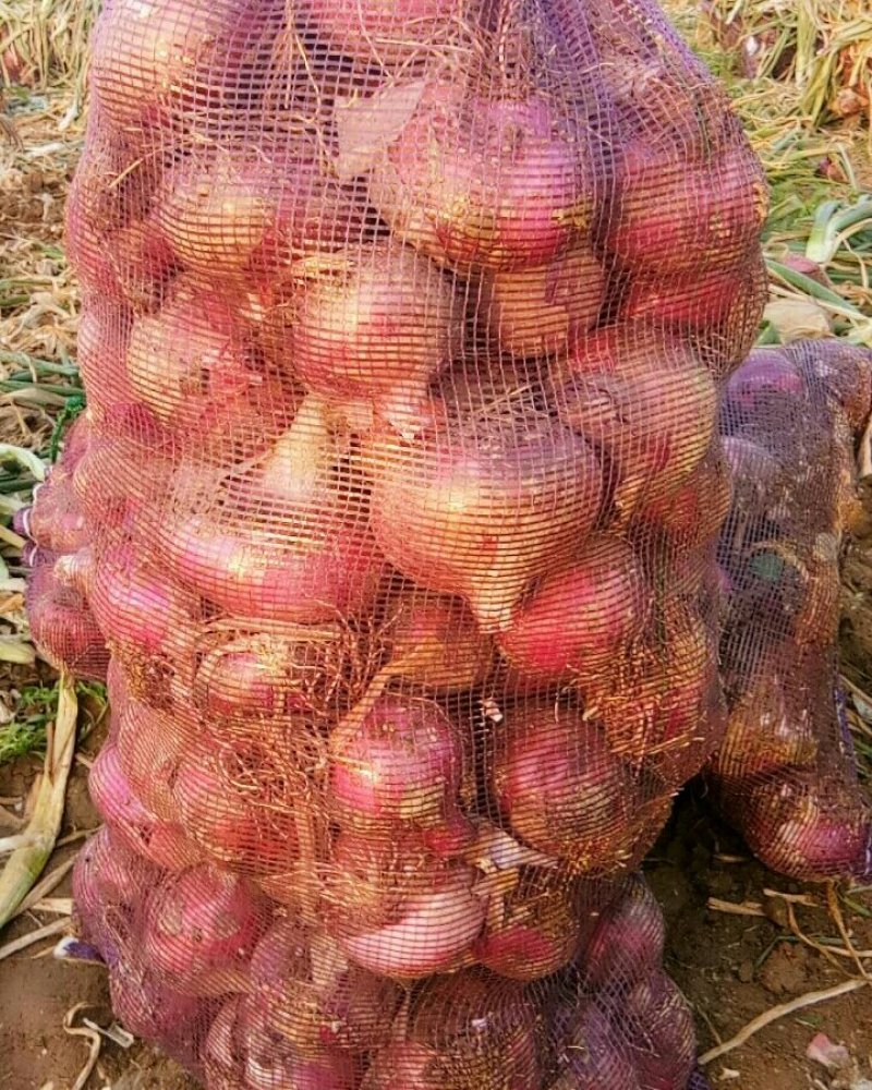 洋葱