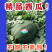 特级暮田家宝西瓜不甜不要钱地头直发现摘现卖！
