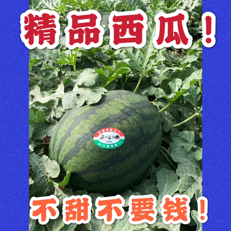 特级暮田家宝西瓜不甜不要钱地头直发现摘现卖！