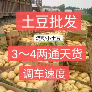 山东土豆/荷兰十五土豆/规格齐全/量大从优/全国发货