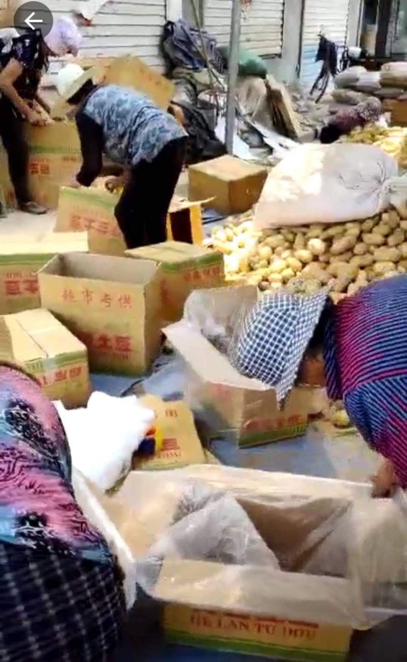 山东土豆/荷兰十五土豆/规格齐全/量大从优/全国发货