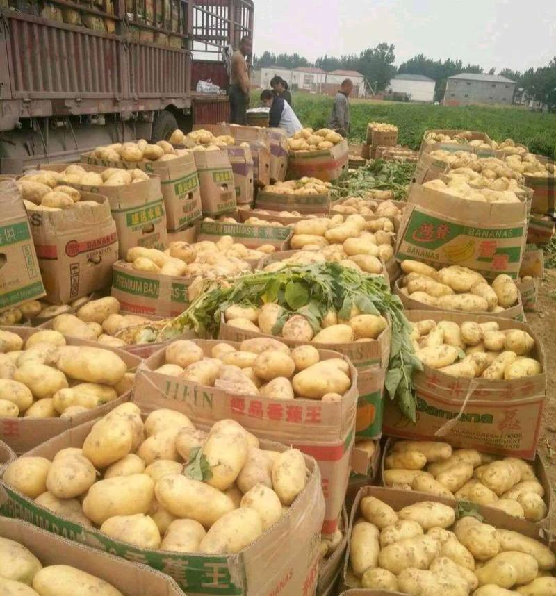 土豆荷兰十五土豆供应保质保量，量大从优全国发货