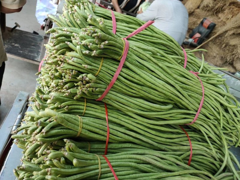 河南中牟长豆角大量上市发市场豆角，咸菜厂都有