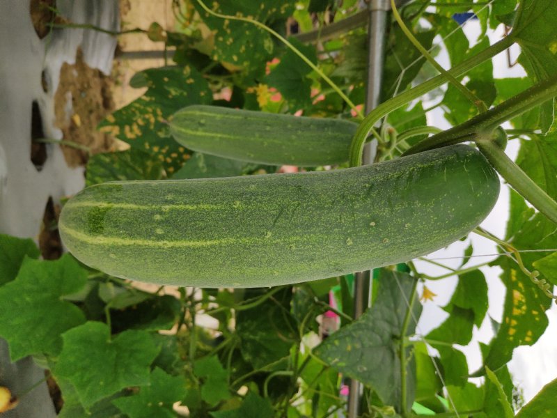 水果型吊瓜黄瓜苗，脆甜无苦味，品质保证，欢迎来电