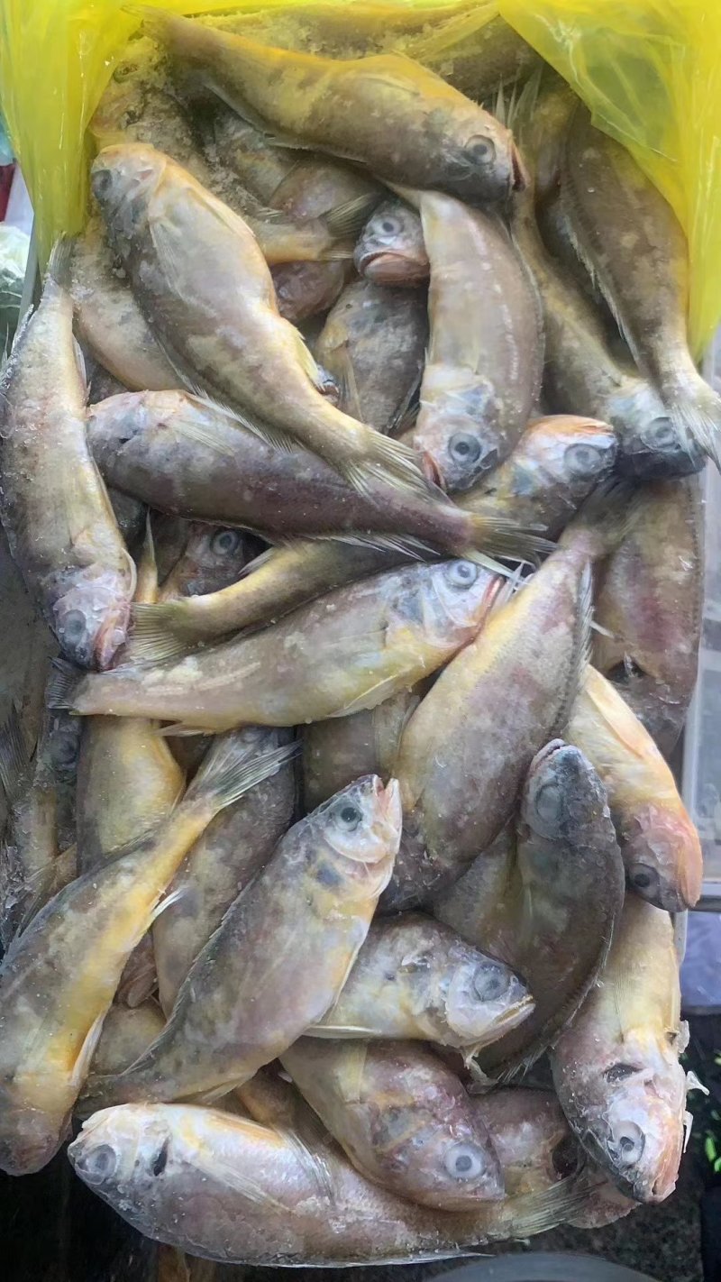 新鲜好吃价格便宜的黄花鱼