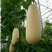 瓜果宝宝保花保果膨大增糖早熟防裂，膨大、增甜、