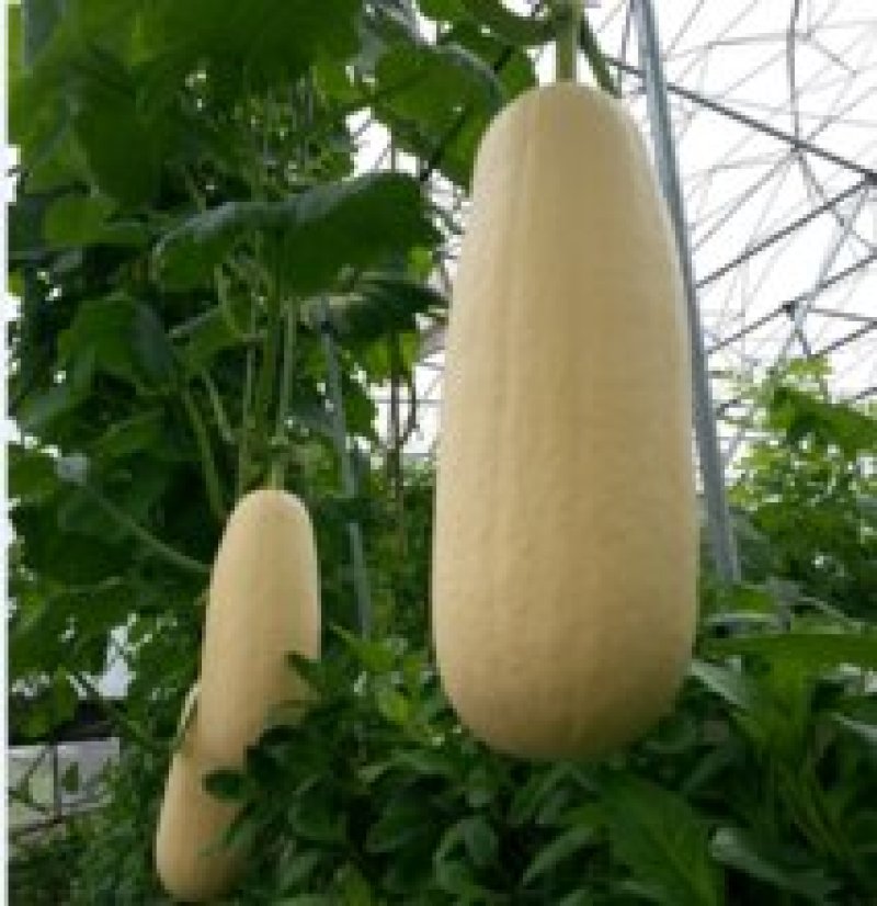 瓜果宝宝保花保果膨大增糖早熟防裂，膨大、增甜、