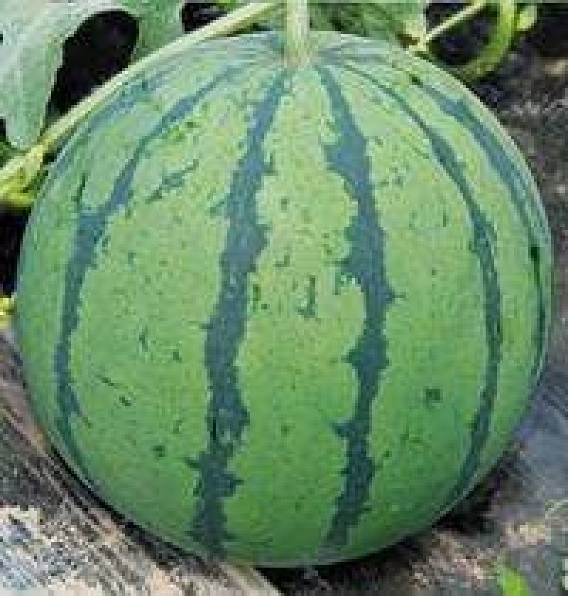 瓜果宝宝保花保果膨大增糖早熟防裂，膨大、增甜、