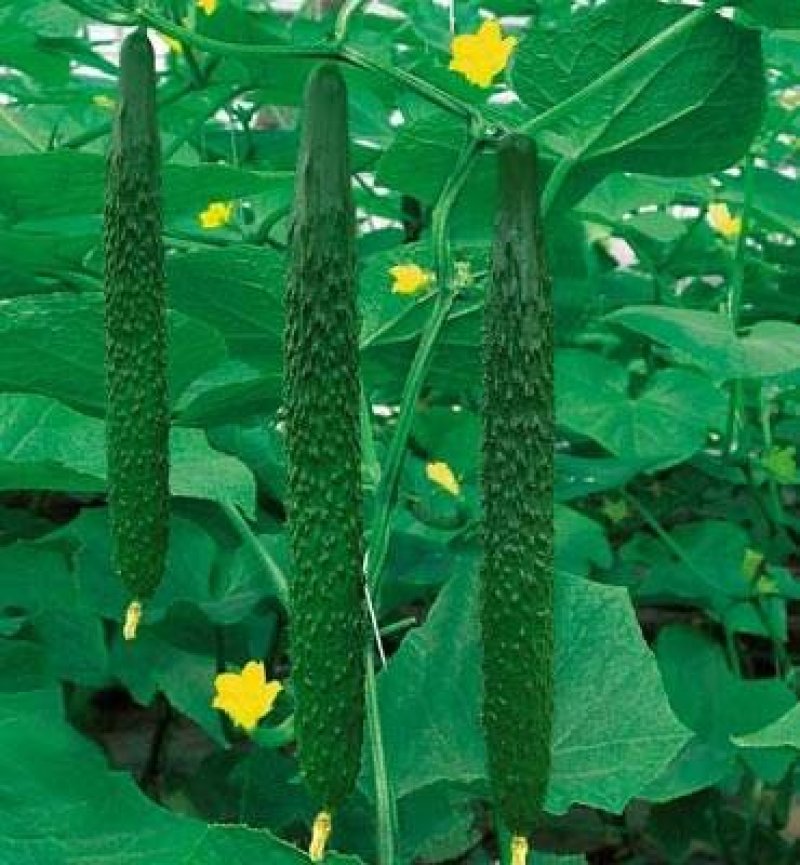 瓜果宝宝保花保果膨大增糖早熟防裂，膨大、增甜、