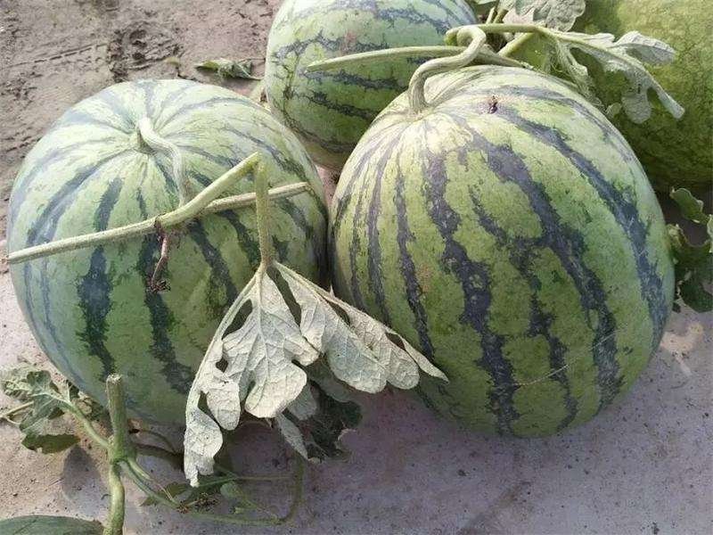 瓜果宝宝保花保果膨大增糖早熟防裂，膨大、增甜、