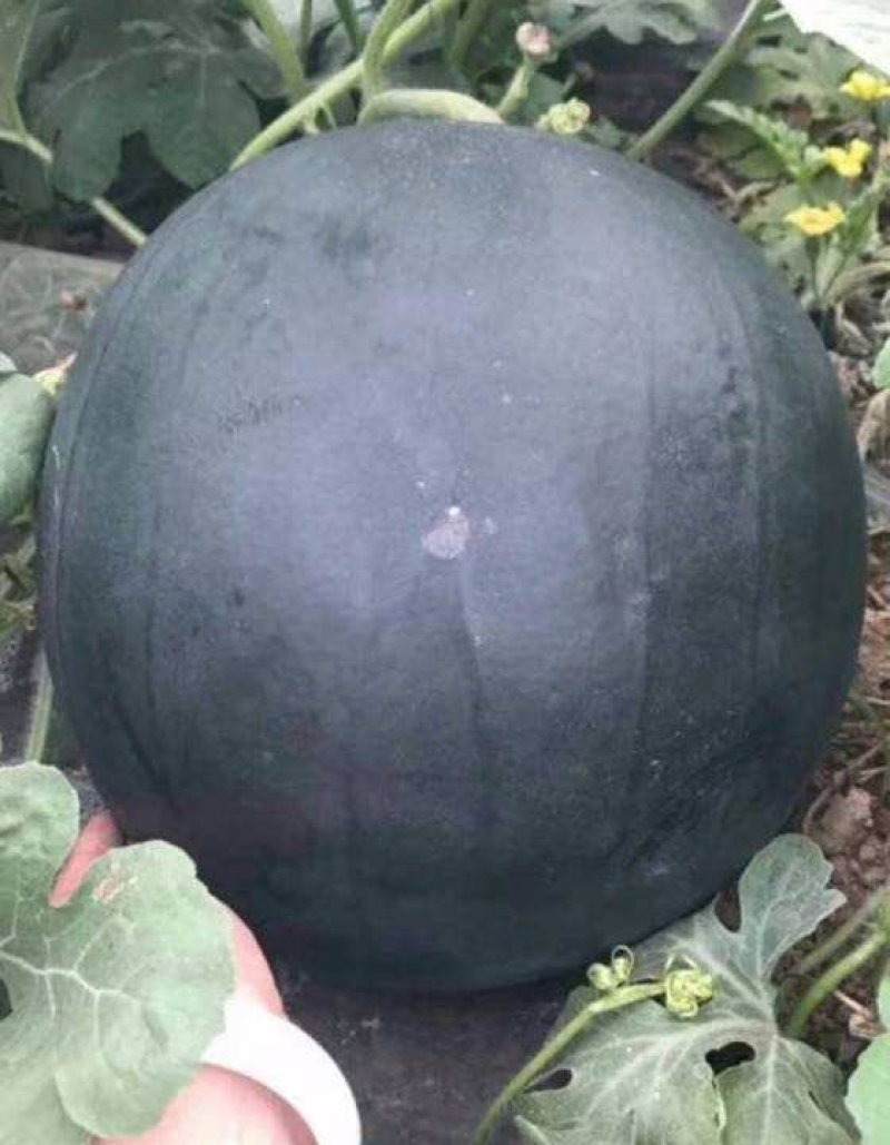 瓜果宝宝保花保果膨大增糖早熟防裂，膨大、增甜、