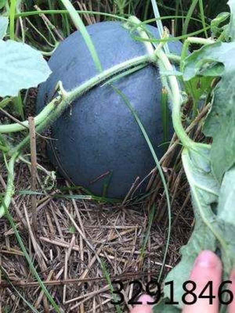 瓜果宝宝保花保果膨大增糖早熟防裂，膨大、增甜、