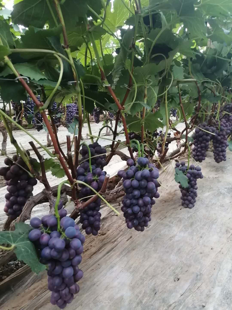 夏黑葡萄成熟了大量上市中