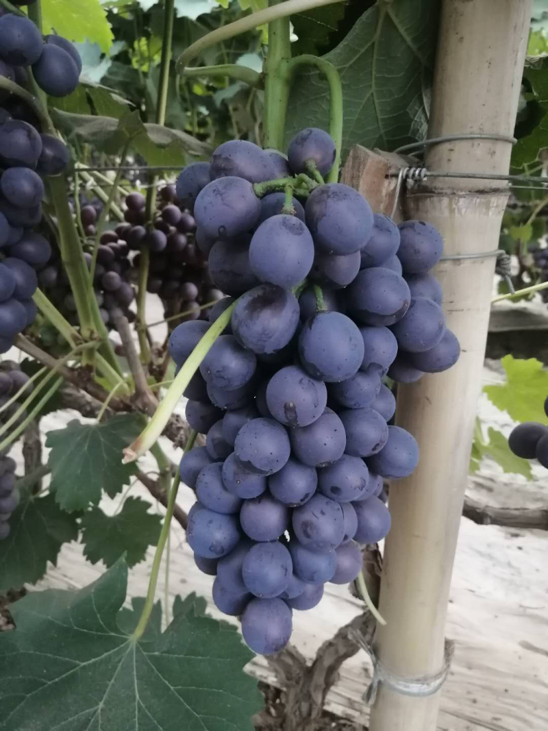 夏黑葡萄成熟了大量上市中