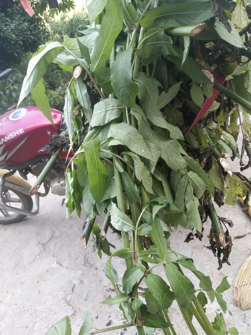 接骨木