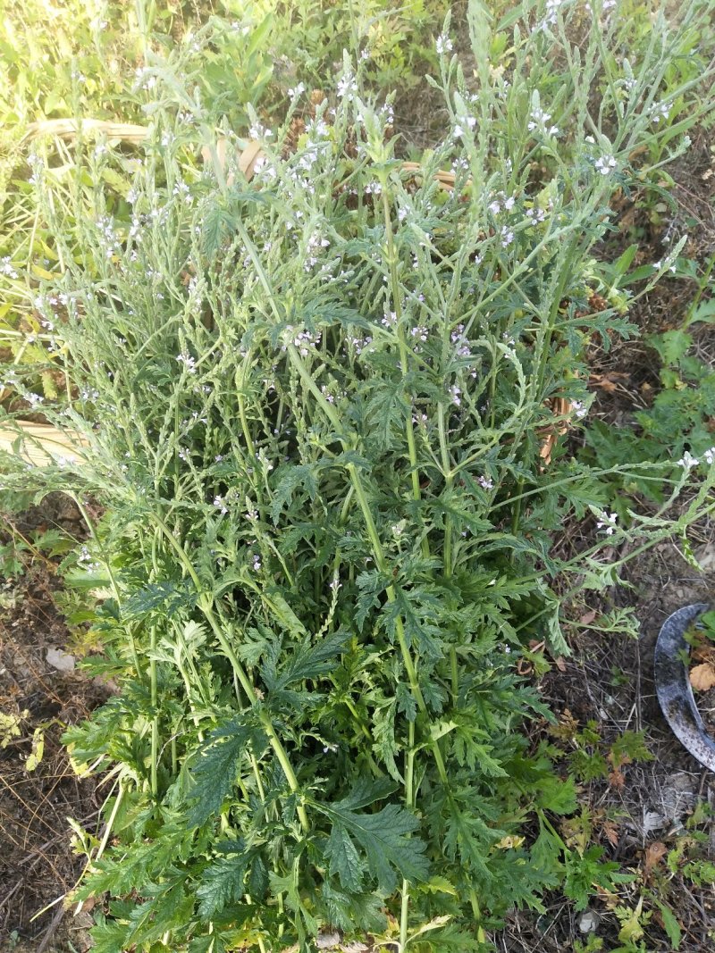 益母草