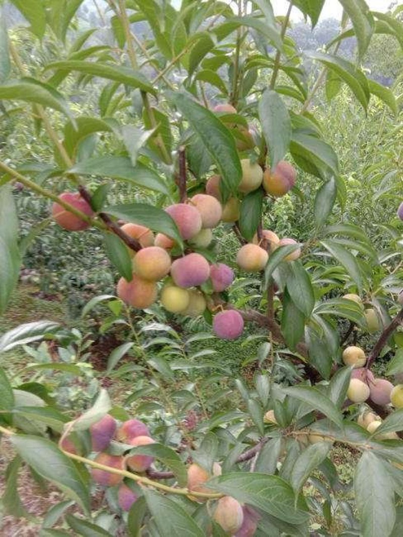 脱骨清脆脆李（茵红李）（半边红）