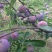 脱骨清脆脆李（茵红李）（半边红）