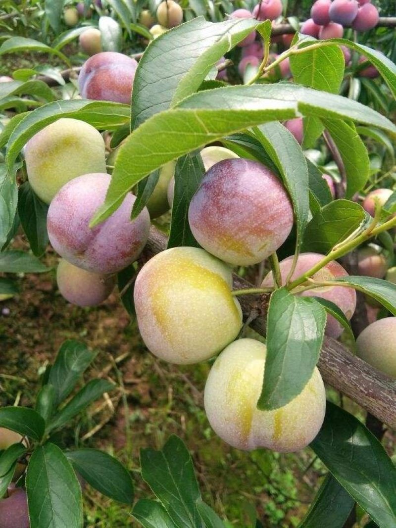 脱骨清脆脆李（茵红李）（半边红）