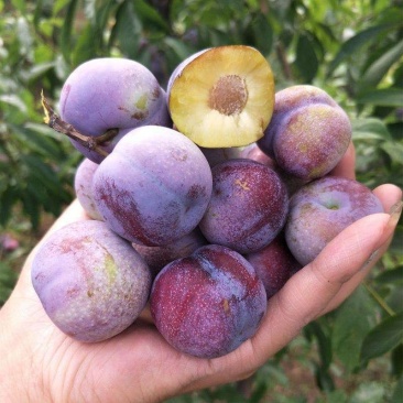 脱骨清脆脆李（茵红李）（半边红）