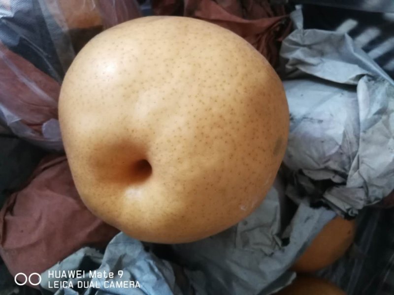 风水梨